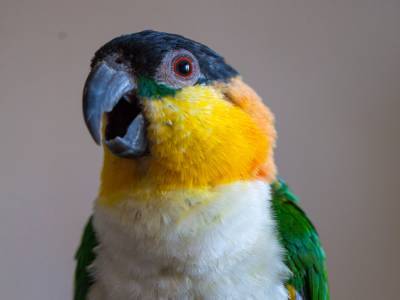 Смешное видео из Сети: Попугай бунтовал из-за невкусного корма