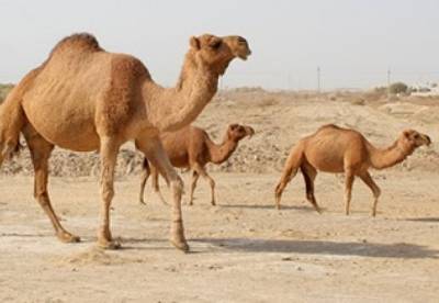 Ученые нашли братьев африканских верблюдов в Америке