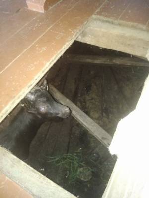 В Троицко-Печорске спасали козу, провалившуюся в подполье
