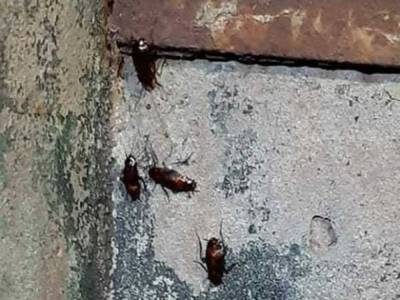 Жителей Черкасс ошарашило нашествие гигантских «тропических» тараканов