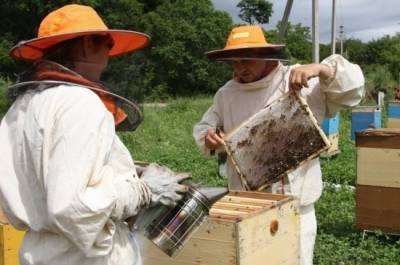 В Приморье совершенствуют региональный закон о пчеловодстве