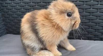 В Ирландии родился уникальный кролик без ушей