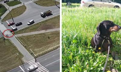 «Мама до сих пор не может прийти в себя». В Петрозаводске ищут водителя, который сбил собаку и скрылся: песик умер