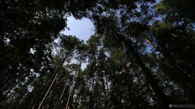 ФСБ перекрыла 15 каналов контрабанды леса из России