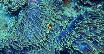 Глубоководные кораллы растут быстрее, чем считалось ранее