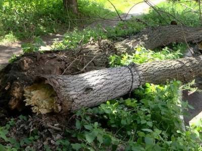В Киеве на девушку рухнуло дерево: пострадавшую забрали в больницу