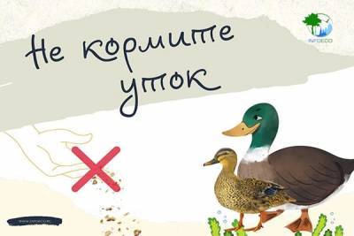 Петербуржцев просят не подкармливать птиц