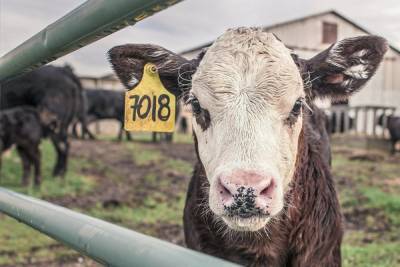 В Воронежской области насчитали больше коров, чем в прошлом году