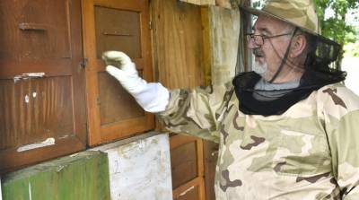 Регион Хорватии из-за гибели 50 млн пчел объявлен зоной стихийного бедствия