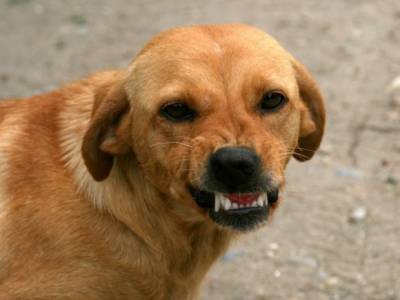 В рязанском Скопине собака за день покусала шестерых детей