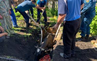В Мордовии корова упала в колодец, на помощь пришли спасатели