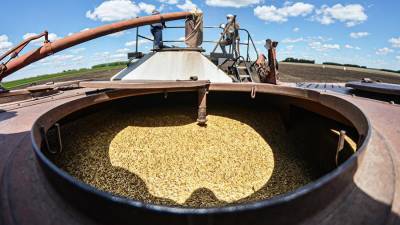 Минсельхоз повысил прогноз по урожаю зерна в России в 2020 году