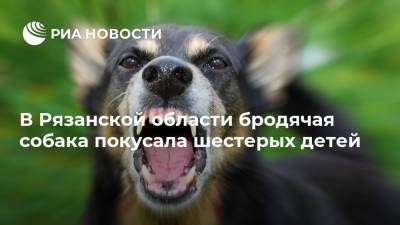 В Рязанской области бродячая собака покусала шестерых детей