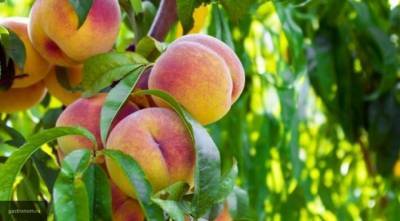Ученые создали робота, который определяет зрелость персиков на дереве