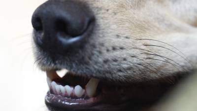 Бродячая собака покусала шестерых детей в Рязанской области