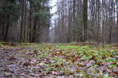 В Киевской области мужчина убил двух людей и закопал тела в лесу