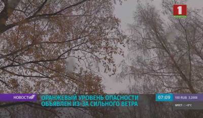 Оранжевый уровень опасности из-за сильного ветра объявлен в Беларуси