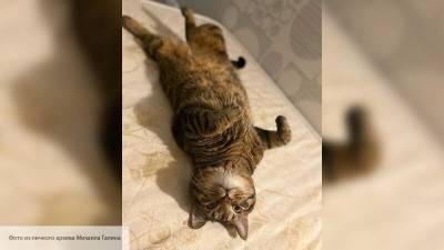 Толстый кот Виктор, который летал «Аэрофлотом», получил предложение о женитьбе