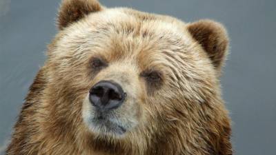Видео: Медведь-почесун «станцевал стриптиз» у импровизированного шеста