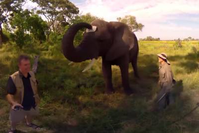 Видео с укравшим кепку слоном набрало миллионы просмотров в Сети