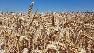Минсельхоз РФ повысил прогноз по урожаю зерновых в этом году
