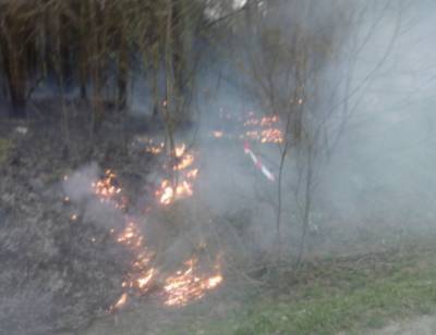 В Смоленской области произошел лесной пожар