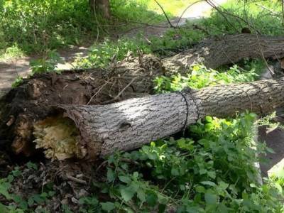 ЧП на Харьковщине: упавшая ветка убила коммунальщика