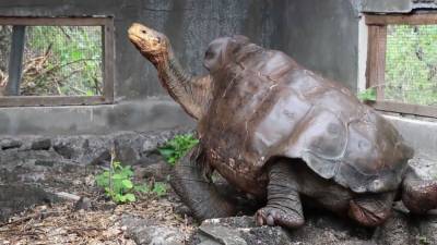 Диего на свободе — черепаху вымирающего вида отпустили на волю.
