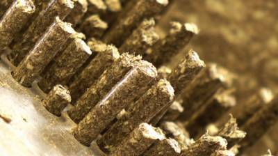 В Воронежской области запустили производство биотоплива из камыша
