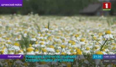 В Беларуси стартовала уборка лекарственных трав