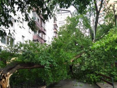 На Печерске в Киеве дерево рухнуло на женщину