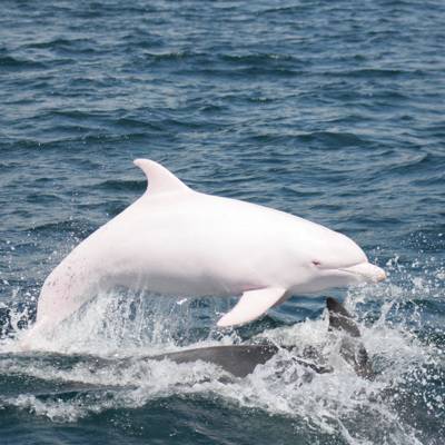 В Черном море обнаружили редчайшего дельфина-альбиноса