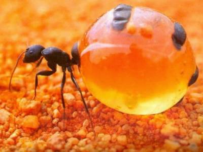 Ученый обнаружил муравьев, которые могут жить под водой
