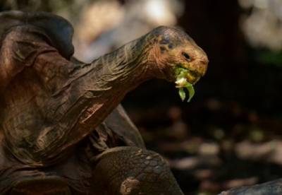 Самец черепахи спас свой вид от вымирания
