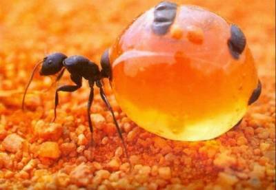 Ученые открыли новый вид муравьев, способных жить под водой
