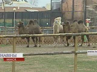 Пополнение в Минском зоопарке
