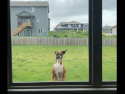 Пёс задорно прыгал за окном, чтобы привлечь внимание хозяина