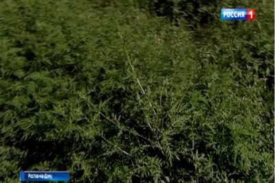 Штрафы за аллергенный сорняк: на Дону выявляют участки, заросшие амброзией