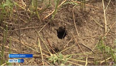 Урожай под ударом: юго-восток Ростовской области сильно пострадал от нашествия мышей