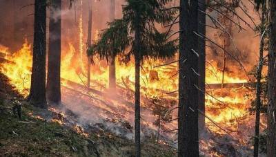 Каменистый рельеф осложняет тушение лесного пожара в Бурятии