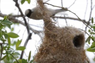 В Петербурге обосновалась редкая птицы с гнездом в виде варежки