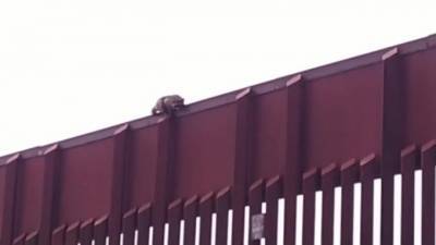 Видео: На заборе между США и Мексикой застрял испуганный енот