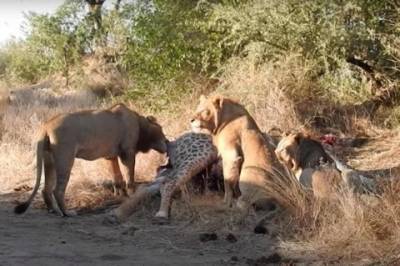 Лев ударил львицу по морде и попал на видео