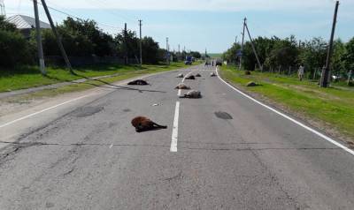 В Мордовии женщина на грузовике протаранила отару овец — 10 погибших