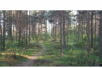 Жители Малой Гоголевки написали открытое письмо в защиту Корытовского леса