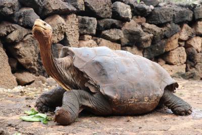 Спас свой вид: "черепаха-плейбой" Диего вернулся в дикую природу – фото