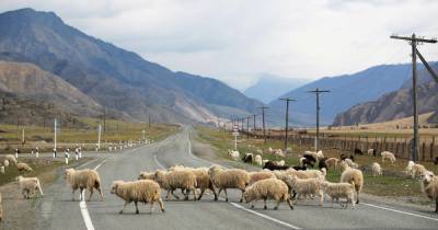 Женщина на грузовике передавила стадо овец в Мордовии