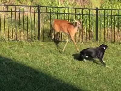 Самка оленя напала на собак, защищая своих детенышей