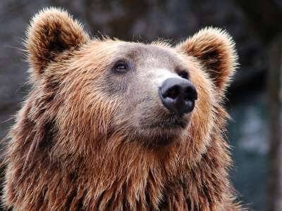 На Сахалине медведь задрал пенсионерку