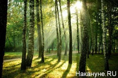 Южноуральские депутаты рассмотрели программу "Развитие лесного хозяйство": количество незаконных рубок снизилось